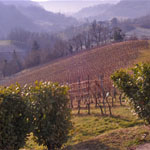 vinograd